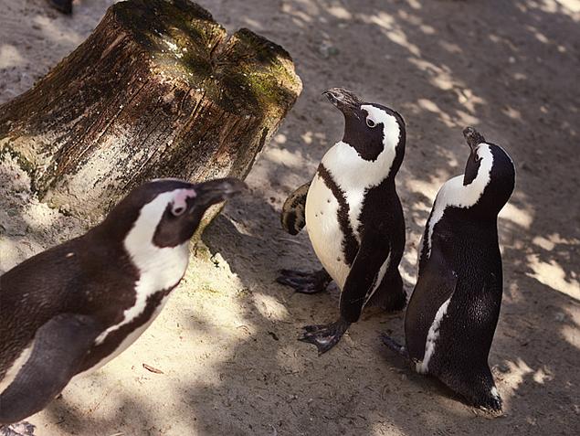 Drei Pinguine stehen neben Baumstumpf